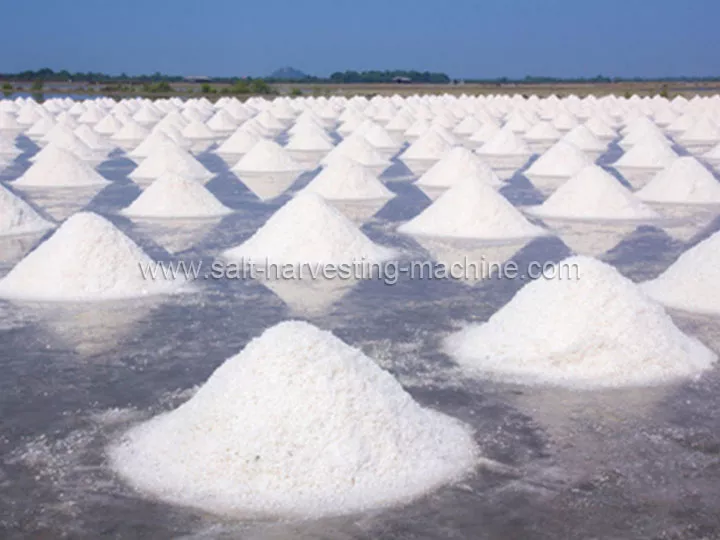 حصاد الملح بالطاقة الشمسية أم حصاد الملح الآلي: أيهما أفضل؟