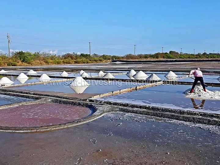 Salt harvesting process
